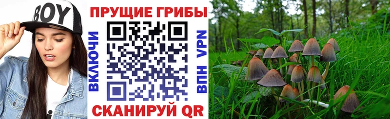 площадка какой сайт  Называевск  Псилоцибиновые грибы Magic Shrooms  цена  